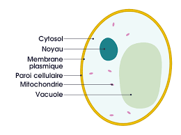 We did not find results for: File Simple Diagram Of Yeast Cell Fr Svg Wikimedia Commons