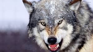 Wolves Snow Winter Wildlife 1920x1080 Jpg 1 920 1 080 Pixels Wild Animals Attack Angry Wolf Animal Attack