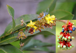 Image result for Gomphia