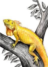 Impresion De Lagarto Amarillo Carteles De Reptiles Arte De Etsy In 2021 Iguana Art Reptile Art Iguana