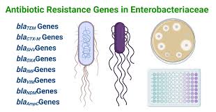 Image result for Enterobacteriaceae