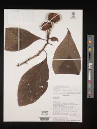 Image result for Dewildemania filifolia