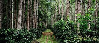 It was this wonderful mistake that led to production of coffee in the country, especially southern regions. Labour Scarcity Makes Coffee Plantation Ecosystem In Western Ghats Fragile Study