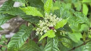 Image result for Psychotria succulenta