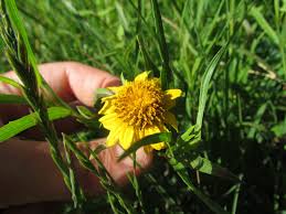 Image result for Pascalia glauca