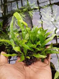 Sebelum mengetahui cara menanam cabe, hal pertama yang harus diketahui adalah menentukan lokasi tanam. Jual Produk Java Fern Termurah Dan Terlengkap Agustus 2021 Bukalapak