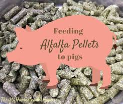 We did not find results for: Feeding Alfalfa Pellets To Pigs The Thrifty Homesteader