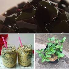 #cincau #cincauhitam #produkmuslim #halal #selama #feldaijok #batukurau #kamunting #taiping #jusemashitam #jeh #sedap. Watie Garden Pokok Cincau Hitam Rm12 Sepokok Rm10 Facebook