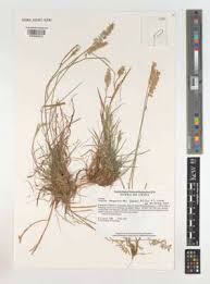 Image result for Harpachne schimperi