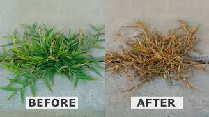 Spring is the season of rebirth and regrowth. Spray Vinegar On Weeds In Driveway And This Happens Youtube