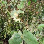 Image result for Rhynchosia hirta