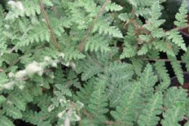 Image result for Cheilanthes perlanata