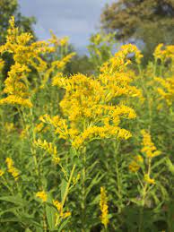 Goldenrod Tea Sweet Song Herbals