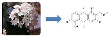 Image result for Pentas micrantha