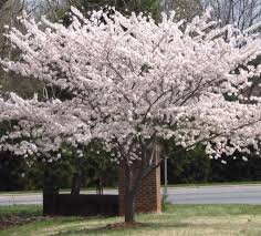 Plant the weeping cherry tree where it will have full sun or partial shade. Het Grootste Online Tuincentrum Van Nederland Tuinbazaar Nl Piante Da Giardino Piccoli Giardini Giardino