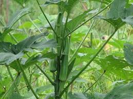 Five finger plant, potentilla canadensis, also known as five finger grass or cinquefoil is a well known herb used for centuries in the treatmnet of diarreha. Okra Ladies Finger Vegetable Garden Medicinal Plant