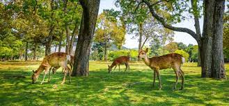 Gemüse, pflanzen und obst gedeihen und sehen gesund aus. Wildtiere Im Garten Das Solltest Du Unbedingt Wissen Willkommen In Franks Kleinem Garten