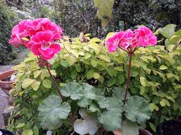 Image result for Pelargonium