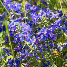 Image result for Anagallis pumila