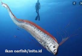 Bunga dari pita jepang, kali ini saya akan berbagi tutorial dari bahan pita yaitu cara membuat bunga dari pita jepang, dan ini cocok untuk di jadikan. Mengenal Fakta Dan Mitos Ikan Oarfish Hubungannya Dengan Gempa Official Website Initu Id