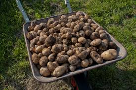 Avec sa forme oblongue et sa chair jaune farineuse, la bintje est la reine des frites. Linda Pomme De Terre Wikipedia