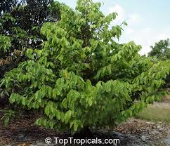 Image result for Diceratostele gabonensis
