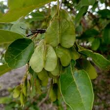 Image result for Hymenocardia acida