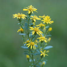 Image result for Solidago