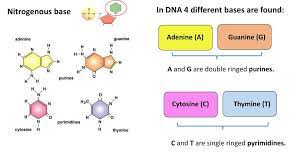 Which pair of nitrogen bases will form a bond in a dna molecule? Introduction To Molecular Genetics Ppt Download