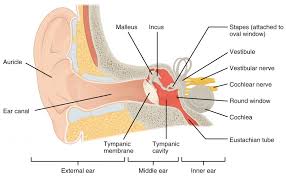 In this article, we'll discuss the auditory ossicles, namely the malleus, incus, and stapes. The Ear Biology Of Aging