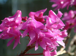 Image result for Polystachya leonardiana