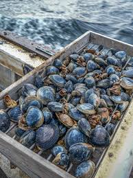 Image result for Hippocratea ritschardii