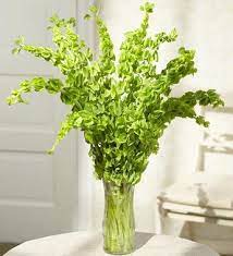 Bells Of Ireland Bouquet 15 Stems Irish Flower Flower Arrangements Planting Flowers