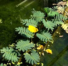 Image result for Aeschynomene fluitans