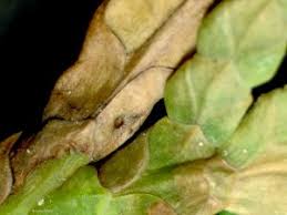 Image result for argyresthia thuiella thuja symptoms