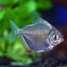 Tropical Fish For Freshwater Aquariums Silver Dollar