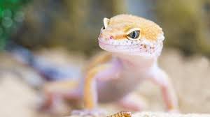 Arti mimpi kejatuhan cicak anakan. Mitos Kejatuhan Kotoran Cicak Pertanda Sial Menurut Primbon Jawa Begini Artinya Halaman 3 Tribun Bali