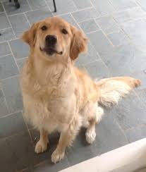 They focus on producing english type golden retrievers with good conformation, healthy, and easy to train. Rescue Golden Retriever Puppies Ct The Y Guide