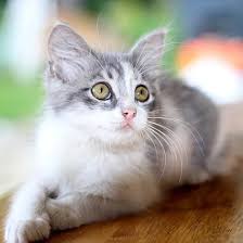 Remedes Maison Pour Eliminer Les Puces De Mon Chat Les Puces Sont Les Parasites Externes Les Plus Communs Ch Chatons Blancs Chats Adorables Eliminer Les Puces