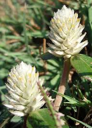 Image result for Gomphrena celosioides
