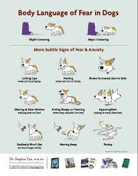 Healthy newborn puppies should cry very little. Whining Puppies Is It Such A Big Deal Okaw Veterinary Clinic