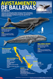 Cada Ano La Costa Del Pacifico Mexicano Recibe El Fenomeno Migratorio De Las Ballenas Grises Y Jorobadas Infog Avistamiento De Ballenas Ballenas Ballena Gris