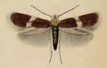 Image result for Stigmella continuella