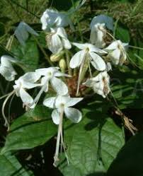 Image result for Clerodendrum capitatum