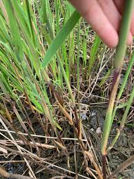 Image result for Phragmites