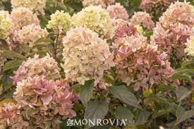 Pin On Gardening