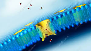 • a typical animal cell (video). Cell Membrane Picture Animal Cell Assignment On Cells Assignment Point Shefalitayal