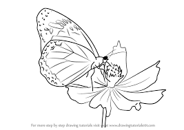 Learn How To Draw A Butterfly On Flower Butterflies Step By Step Drawing Tutorials I have broken down this tutorial into many, many steps to make it as easy as possible. learn how to draw a butterfly on flower
