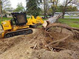 Maybe you would like to learn more about one of these? Our Blog Hurricane Storm Tree Stump Removal Services