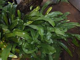 Image result for Microsorum punctatum